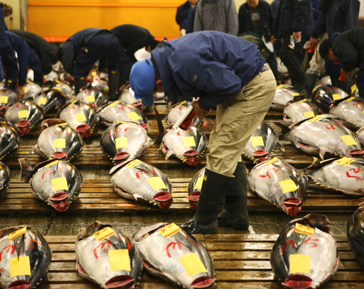 Sushi in Singapore : Premium catch ready for transport delivery to Singapore