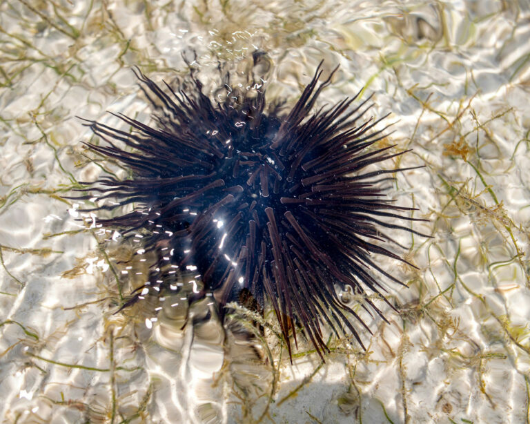 A close-up of a live Murasaki uni resting underwater, its spiny shell visible through clear blue water, highlighting the natural texture and movement of the sea environment.