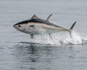 A tuna fish swimming freely in the open ocean, its streamlined body gliding through clear blue water, showing the natural strength and speed of this powerful marine species.