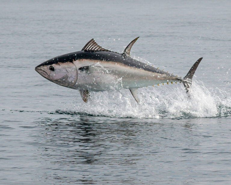 A tuna fish swimming freely in the open ocean, its streamlined body gliding through clear blue water, showing the natural strength and speed of this powerful marine species.