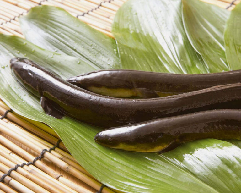 Close-up of a fresh freshwater eel prepared for cooking, showing its smooth, silvery skin and natural sheen, emphasising the quality and freshness of the ingredient.