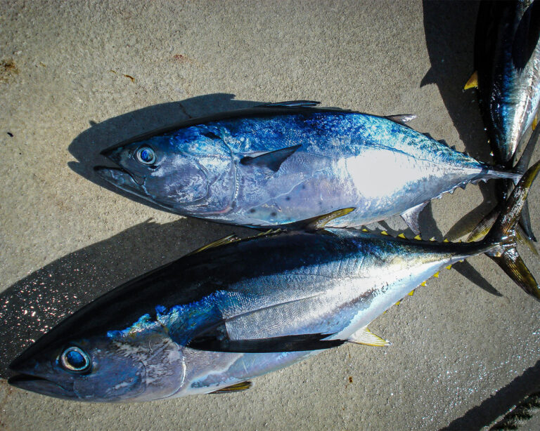A close-up view of a Bluefin tuna with its metallic blue back and silver belly, highlighting its large size and muscular shape, known for being one of the most prized fish in sushi cuisine.