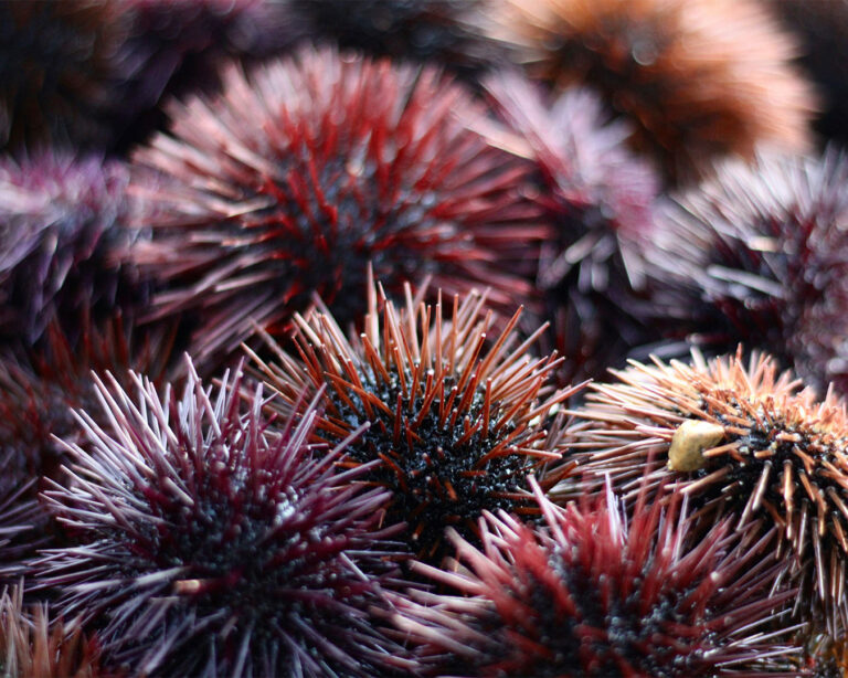 Bafun uni resting on the rocky seabed, surrounded by clear seawater and natural marine textures.