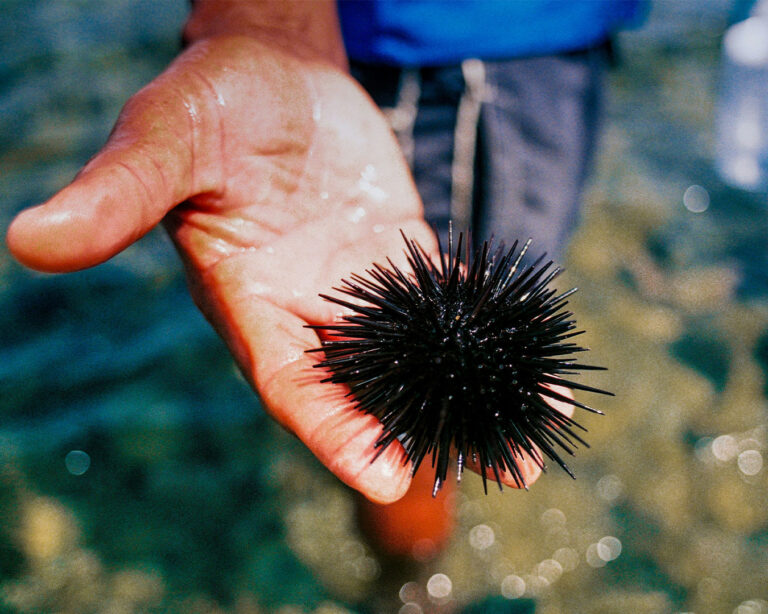 A hand carefully holding fresh sea urchin roe, showcasing its soft, golden colour and delicate, custard-like texture.