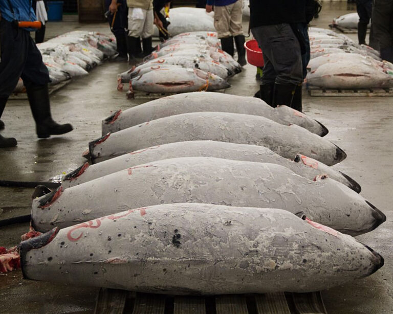 Large frozen tuna laid out at a fish auction floor, with buyers inspecting the cut tail sections to assess colour and fat content, capturing the atmosphere of early-morning seafood trading.