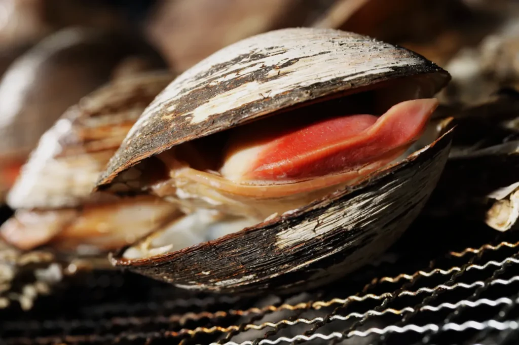 Close-up of an open clam revealing its soft pink interior. The rough, aged shell contrasts with the smooth, vibrant textures inside.