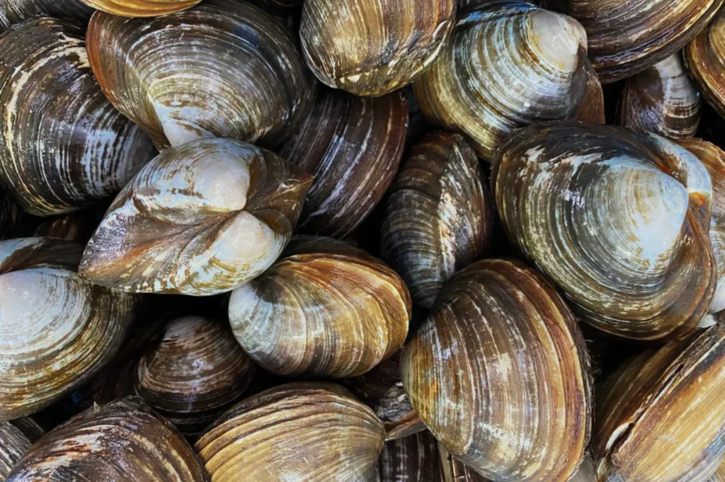 A close-up image of a pile of clams with varied shades of brown, beige, and gray. The clams' textured shells create an earthy, natural pattern.