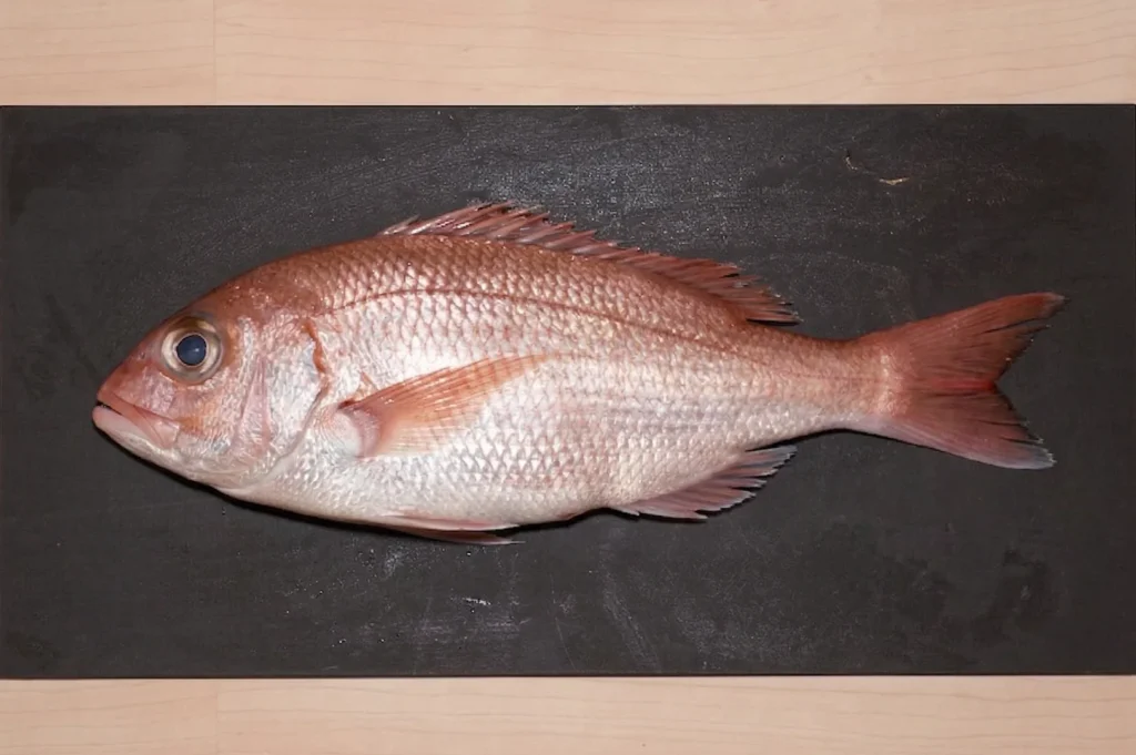 A whole, fresh Nodoguro (Blackthroat Seaperch) displayed on a dark rectangular board, showing its shimmering scales and clear eye.