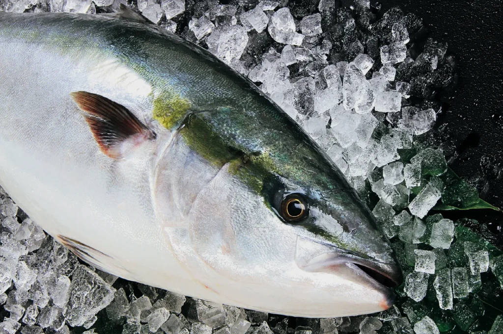 A fresh fish lies on a bed of ice, showcasing its shiny silver scales and clear eye. The setting suggests a market environment.