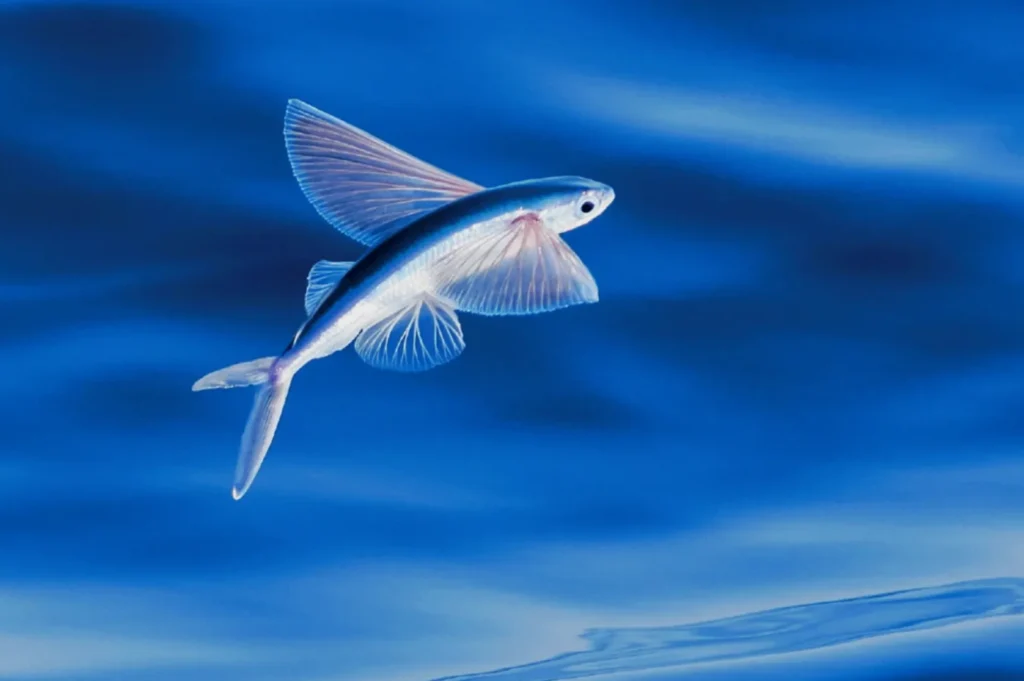 Flying fish gliding above a calm, deep blue ocean. Its translucent fins are spread wide, catching the light. The scene evokes a sense of grace and freedom.