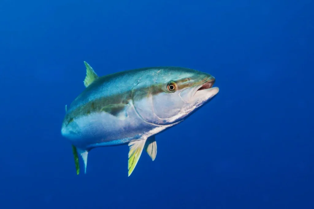 A lone fish with a silvery-blue body and yellow fins swims through clear blue water, capturing a sense of peacefulness in the ocean depths.