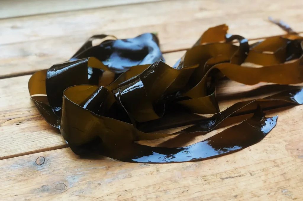 Glossy brown seaweed, with smooth, wavy ribbons, lies on a rustic wooden surface, conveying a natural and earthy tone.